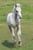Horse ad