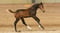 Horse ad