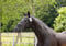 Annonce cheval