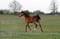 Annonce cheval