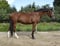 Annuncio cavallo