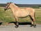 Pferdeinserat