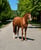 Annuncio cavallo