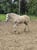 Annuncio cavallo