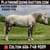 Horse ad