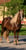 Anuncio de caballos