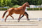 Horse ad
