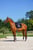 Annuncio cavallo