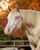 Annuncio cavallo