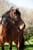 Anuncio de caballos