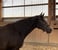 Horse ad