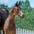 Horse ad