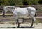 Annonce cheval