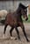 Horse ad