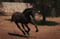 Annuncio cavallo