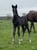 Annuncio cavallo