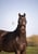 Horse ad