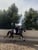 Annuncio cavallo