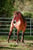 Horse ad