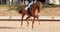 Horse ad
