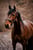 Annonce cheval