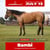 Annuncio cavallo