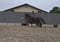 Annonce cheval