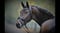 Annuncio cavallo
