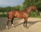 Horse ad