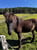Horse ad
