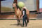 Annuncio cavallo
