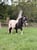 Horse ad