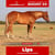 Paardadvertentie
