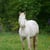 Horse ad