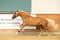 Annuncio cavallo