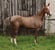 Horse ad