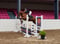 Annuncio cavallo