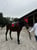 Annuncio cavallo