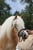 Annuncio cavallo