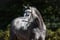 Annuncio cavallo