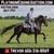 Horse ad