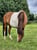Horse ad