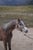 Annuncio cavallo