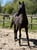 Horse ad