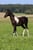 Horse ad