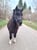 Annuncio cavallo