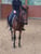 Horse ad