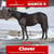 Horse ad