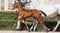 Annuncio cavallo
