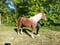 Anuncio de caballos